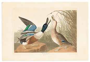 AUDUBON, JOHN JAMES. Shoveller Duck. Plate CCCXXVII.                                                                                             